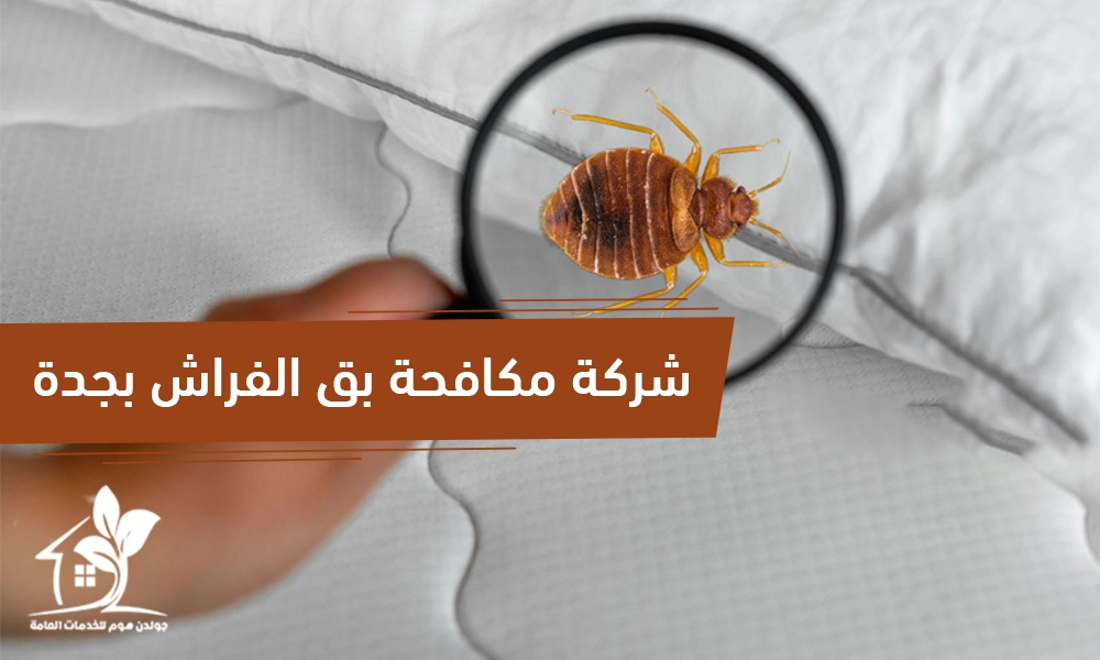 شركة مكافحة بق الفراش بجدة